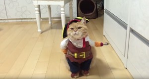 猫が海賊に！二本足で歩いているように見える服！