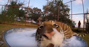 泡風呂を気に入ったトラさん２匹