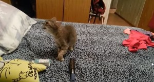 くしゃみした猫と驚いて飛びあがる猫