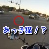 子猫が交差点に瞬間移動？ひかれそうな子猫を女性バイク乗りが救出！