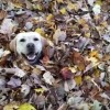 落ち葉の山で遊ぶ犬