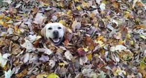 落ち葉の山で遊ぶ犬