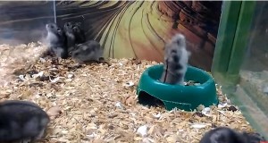 こりゃ可愛い！一人でバク転を続けるハムスター！