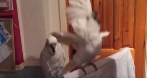 オウムの頭やばい！踊りながら頭の毛を広げるオウム！