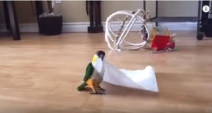 ぴょんぴょん跳ねるインコが可愛い！ペーパータオルで大喜び！