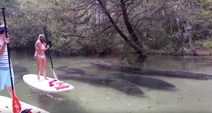 パドルボード中にマナティの群れに遭遇！