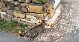 ネコお持ち帰り！隣人宅から虎のヌイグルミを拝借する猫！