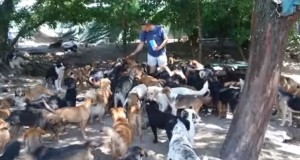 450匹の犬と暮らす男！
