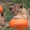 可愛い子供ライオン達、カボチャで遊ぶ！