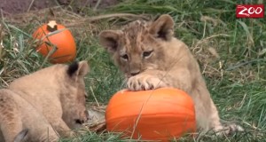 可愛い子供ライオン達、カボチャで遊ぶ！