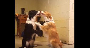 めちゃ可愛い！ハグしてチューする犬の芸！