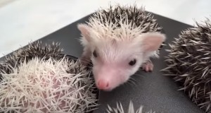 マフィンが焼けた！？いやこれハリネズミ君なのです！