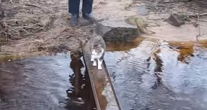 肉球を濡らさないように歩く猫