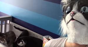 猫マスクをかぶって振り向いたときの猫たちの反応