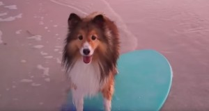 浜辺でスキムボードを楽しむ犬