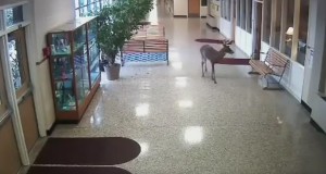 鹿さん頑張れ！滑りやすい床に苦労する鹿