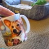 コーギーの絵が描かれたマグカップを怖がるコーギー犬