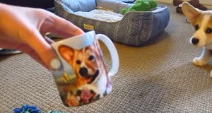 コーギーの絵が描かれたマグカップを怖がるコーギー犬