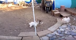 ウサギの喧嘩をヤメさせるニワトリ