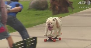 スケボー犬、30人の股下くぐりでギネス記録達成