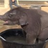 強引すぎ！小象の水遊びをヤメさせる母象！