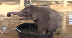 強引すぎ！小象の水遊びをヤメさせる母象！