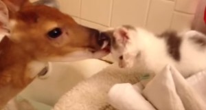 小鹿にペロペロされて御満悦の子猫