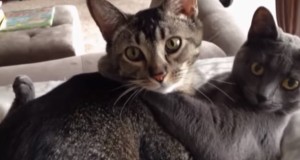 イチャイチャしているのを気づかれた猫カップル