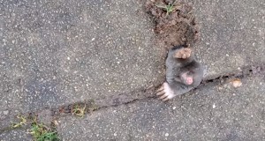 モグラ立往生！舗装タイルの隙間から顔を出すモグラ！