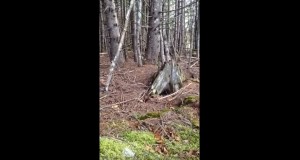 う……動いてるゾ！呼吸する地面が神秘的！