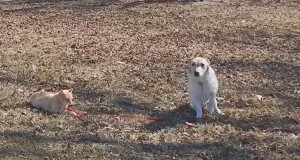 犬ひもを離さない猫