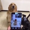 カメラの前で笑顔を作る犬