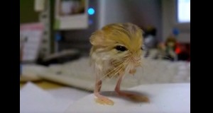 二頭身で超可愛いピグミージェルボア！