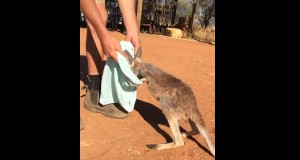 普通の袋も大好きなカンガルー