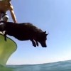 海底のロブスターを潜って捕る犬