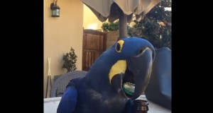 クチバシでビール瓶のフタをはずす鳥！