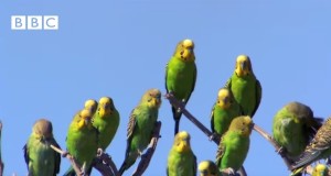 竜巻みたい！野生のセキセイインコの群れ！