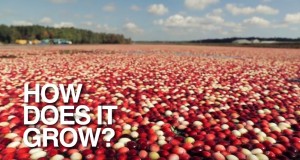 水面ぎっしり！幻想的なクランベリーの収穫方法！