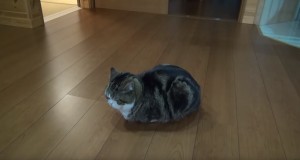 小さな箱に入って安心する猫