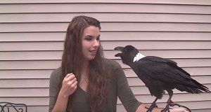 しゃべるカラス！ハロー、ハーイだけでなく、咳払いも！？