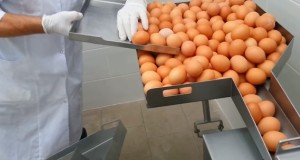 卵を分離！黄身と白身を分ける産業用メカ！