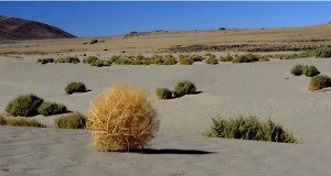 楽しそう！西部劇で転がる草、アメリカで大量発生！