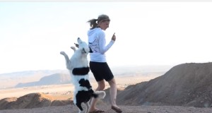 素晴らしい芸をするボーダーコリー犬！アメリカ全土を行く！