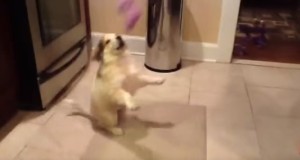 可愛い子犬、キャッチの練習中に転がる