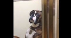 鋭い横目で飼主を見つめ続ける犬