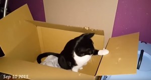 猫がんばった！３ヶ月かけてダンボールをシュレッダーした猫！