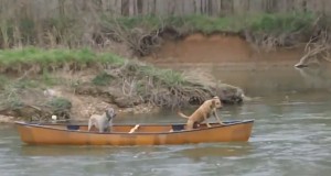 流されるカヌーの上に２匹の犬が！僕が助けるんだワン！