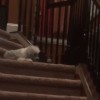 階段でボールを落として楽しむ犬