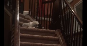 階段でボールを落として楽しむ犬