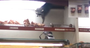 天井からドーナツを盗むアライグマ